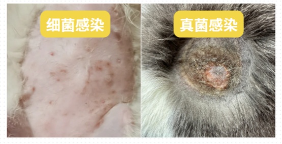 小猫掉毛严重怎么办