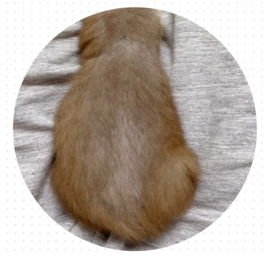 猫掉毛严重