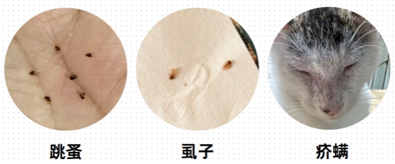 小猫掉毛严重怎么回事?