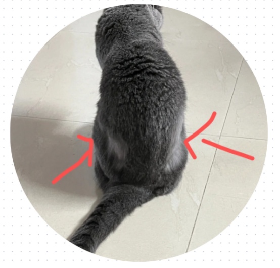 小猫对称性掉毛