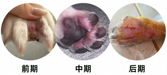 狗狗趾间炎用什么药好使?