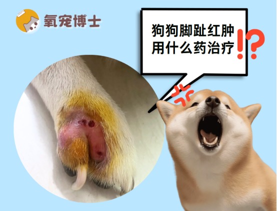 狗狗脚趾红肿用什么药治疗?