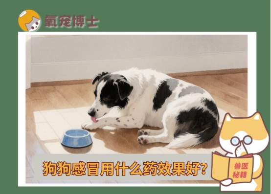 狗狗感冒吃什么药效果好？全面解析治疗方案与家庭护理指南