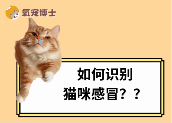 猫咪感冒了的表现是什么?