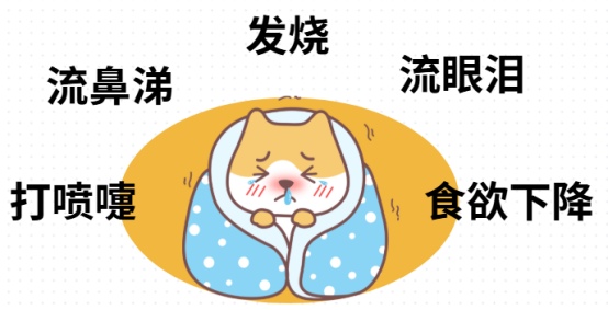 猫咪感冒了的表现