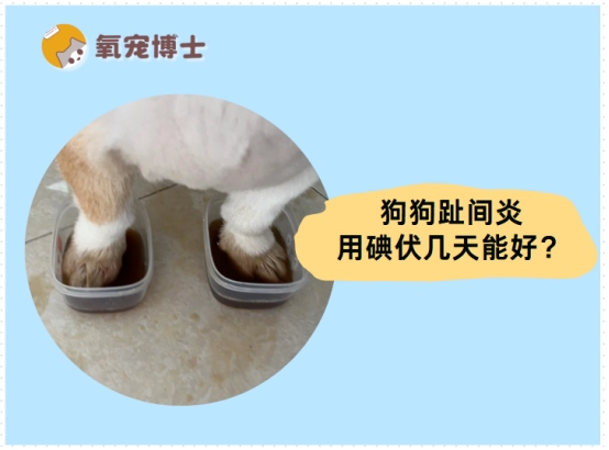 狗狗趾间炎久治不愈？碘伏使用方法不当是关键原因