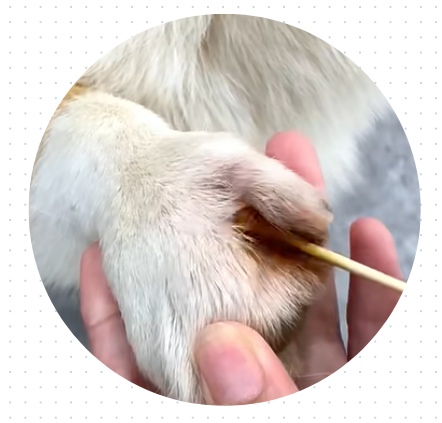 狗狗趾间炎几天能好?