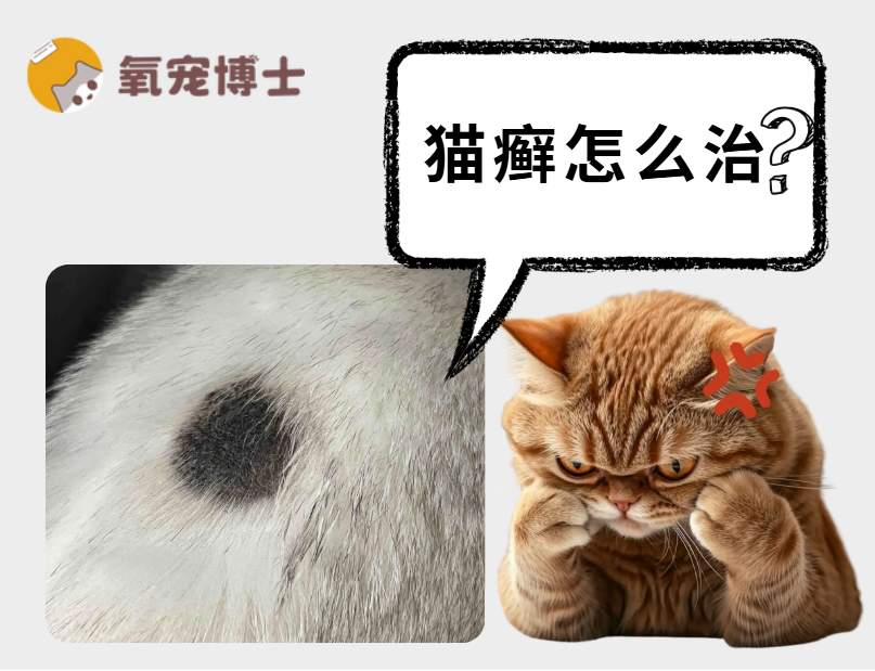 猫癣治疗方法详解：快速治愈猫癣的完整指南