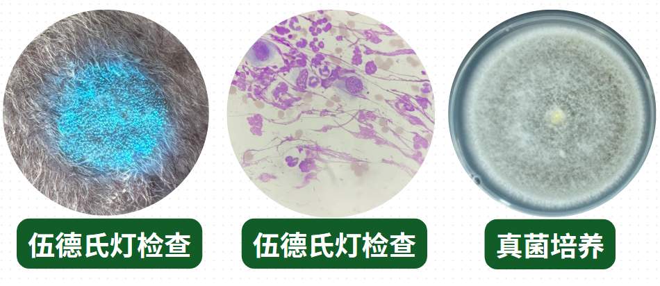 猫癣怎么区分