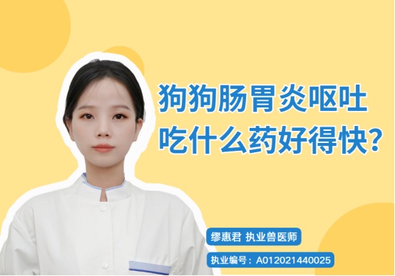 狗狗肠胃炎呕吐吃什么药好 急慢性肠胃炎用药指南