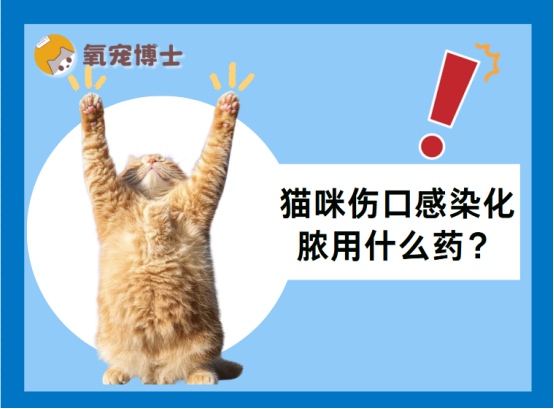 猫咪伤口感染化脓怎么办？科学处理方法全解析