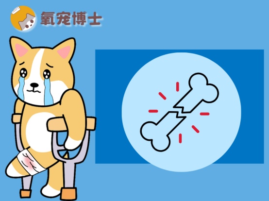 狗狗腿部骨折能自愈吗？科学解析骨折类型与正确治疗方法