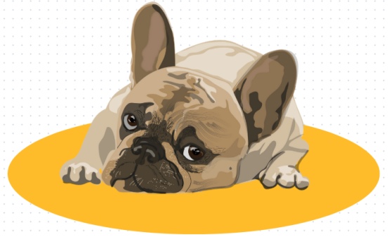 狗狗骨折了能自愈吗?