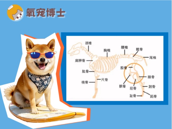 狗狗髌骨脱位能自愈吗？分级治疗方案全解析