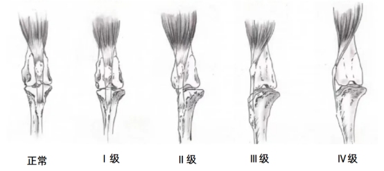 狗狗髌骨脱位