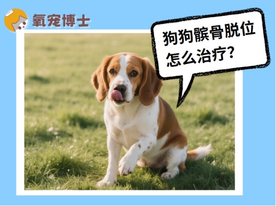 狗狗髌骨脱位治疗方法详解：保守治疗与手术方案对比