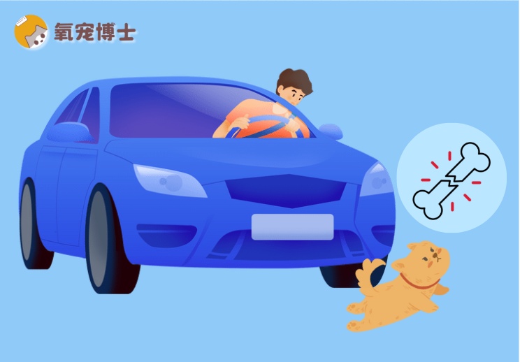 狗狗腿部骨折能自愈吗？车祸骨折类型与正确处理方法