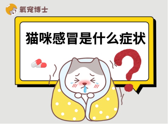 猫咪感冒症状识别与治疗方法详解