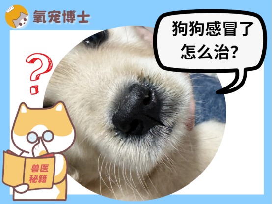 狗狗感冒用药指南：安全治疗方案与护理要点