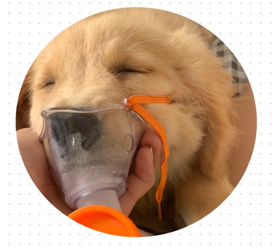 狗狗感冒吃什么药？