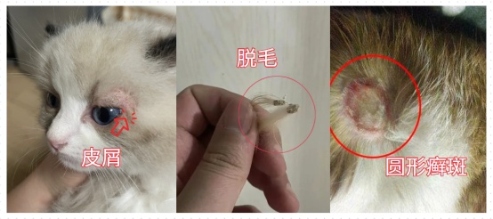 猫癣症状