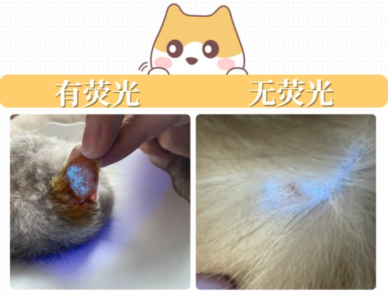 怎么判断是不是猫癣