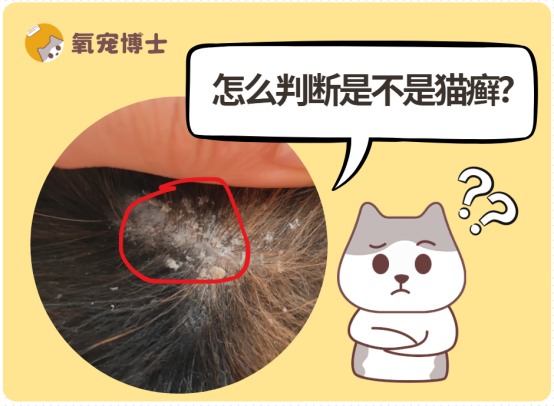 如何判断猫咪是否得了猫癣？症状识别与诊断方法全解析