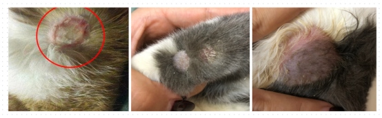 猫癣症状