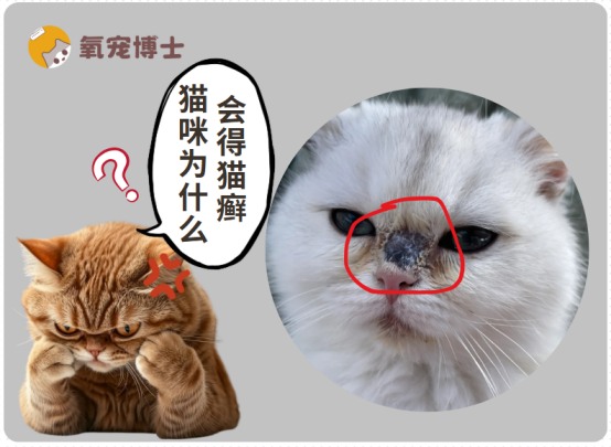 猫癣是怎么来的？猫咪感染真菌的五大原因及防治方法