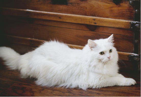 猫癣怎么来的