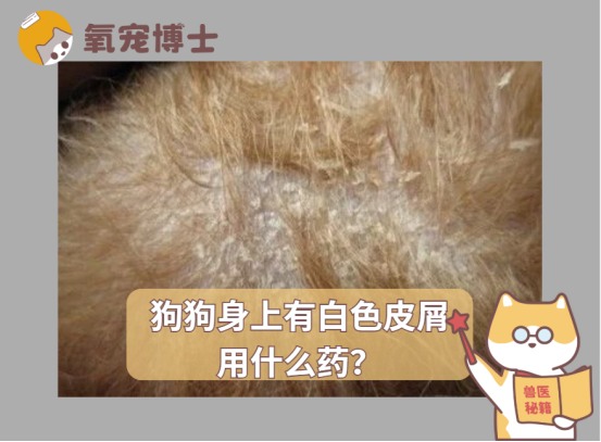 狗狗身上白色皮屑什么原因？科学护理方法全解析