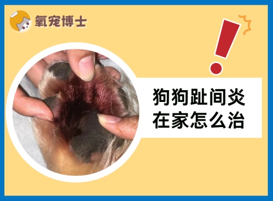 狗狗趾间炎治疗方法全攻略，在家轻松护理解决脚掌红肿问题