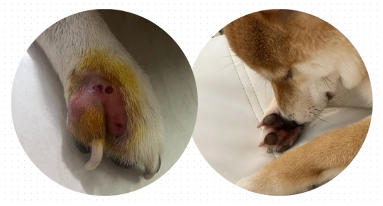 狗狗趾间炎