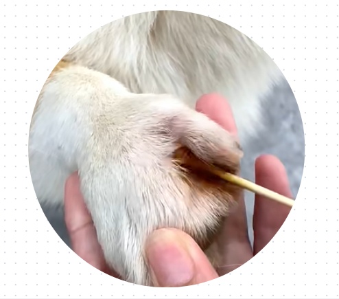 狗狗趾间炎怎么治?