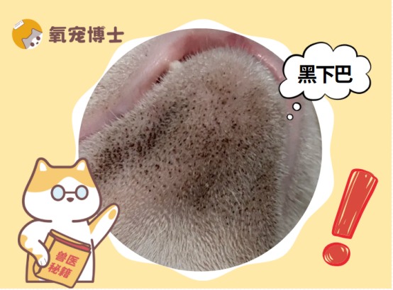 猫咪黑下巴治疗方法及预防措施详解