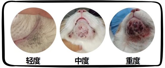猫咪黑下巴症状