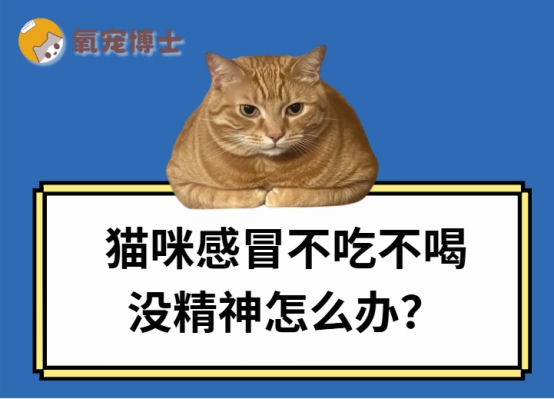 猫咪感冒不吃不喝没精神怎么办?
