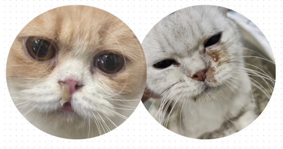 猫咪感冒怎么办?