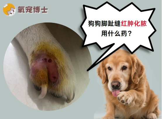狗狗脚趾红肿化脓怎么办？趾间炎治疗全攻略