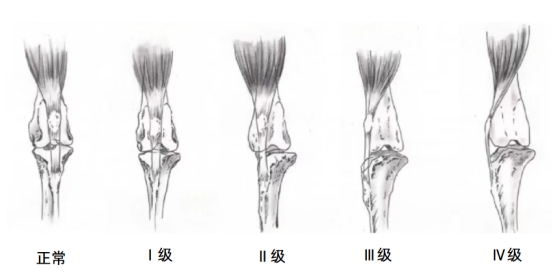 狗狗髌骨脱位等级