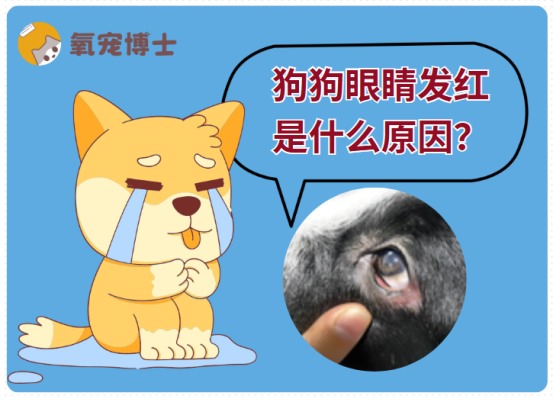 狗狗眼睛发红原因及处理方法全解析