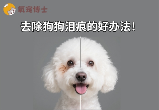 彻底去除狗狗泪痕的好办法