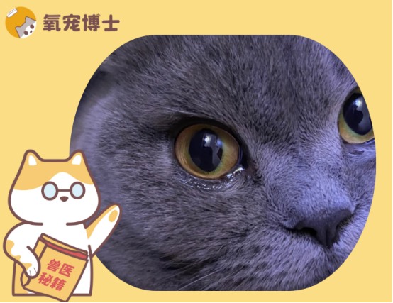 猫咪一只眼睛流眼泪原因及处理方法详解