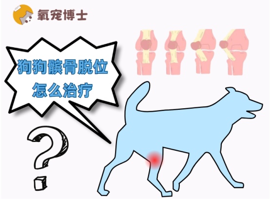 狗狗髌骨脱位分级治疗全攻略，小型犬易发需及早干预