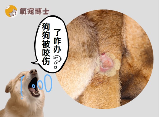 狗狗被其他狗狗咬伤了怎么办?