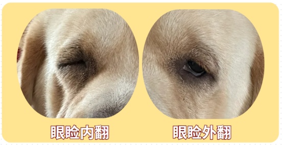 狗狗流眼泪怎么办