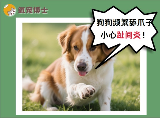 狗狗频繁舔爪子是怎么回事?