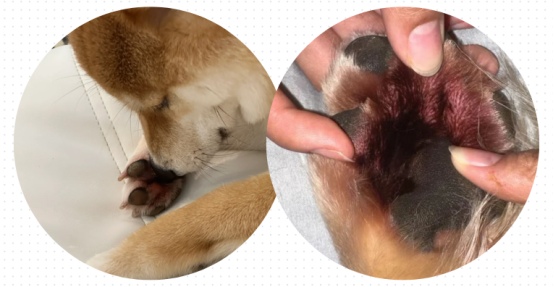 狗狗趾间炎症状
