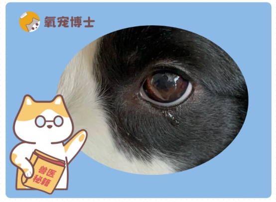 狗狗流眼泪是怎么回事？