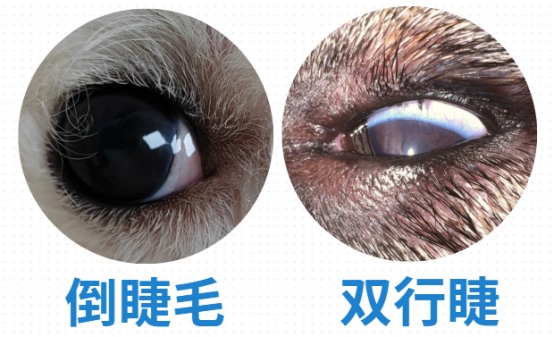 狗狗流眼泪